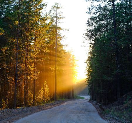 64065463 - the rays of the sun at sunset breaking through a turn in the road, and tree branches.