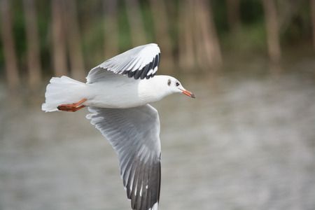 48540488 - migratory seagulls at bangpu pier in samut prakan district, thailand.